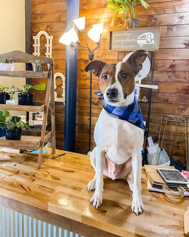 Petals By Peyton La Salle, IL