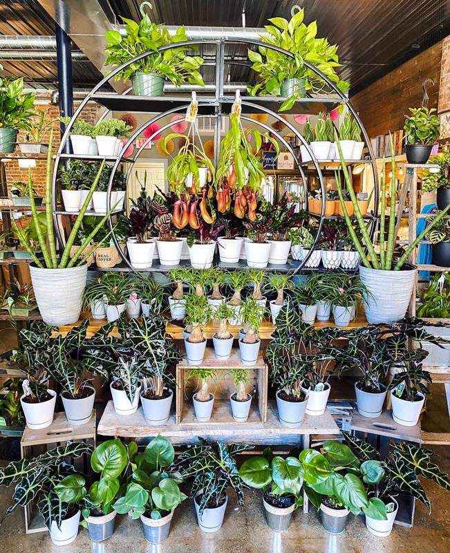 Petals By Peyton La Salle, IL