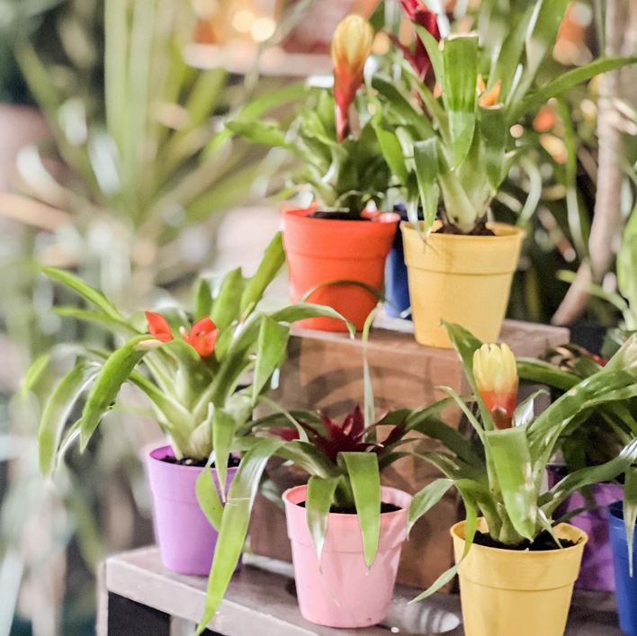 Petals By Peyton La Salle, IL