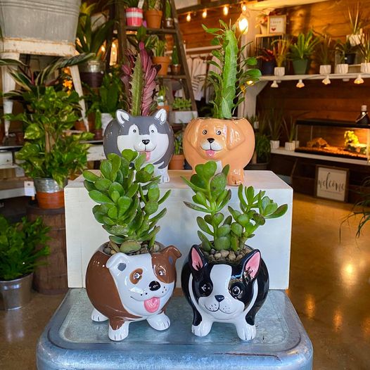 Petals By Peyton La Salle, IL