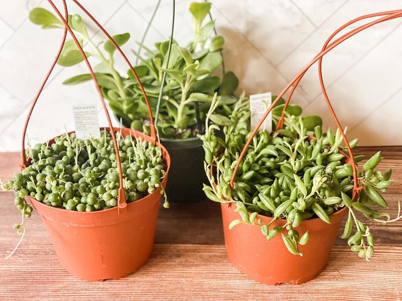 Petals By Peyton La Salle, IL