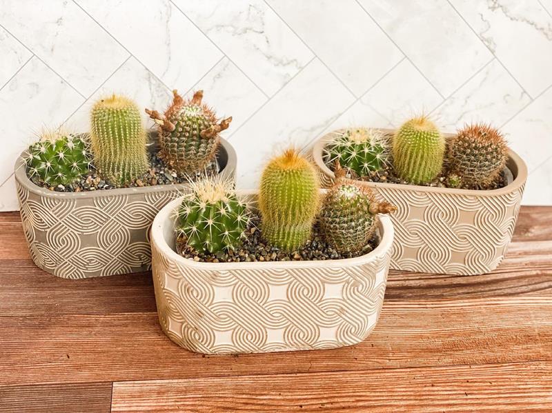 Petals By Peyton La Salle, IL